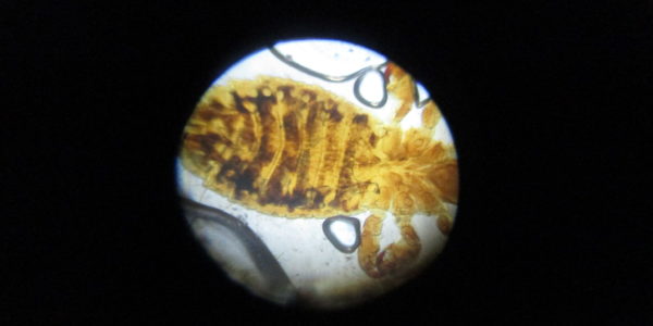 карманный дорожный микроскоп мдк2 снимок